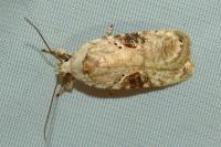 Agonopterix alstroemeriana