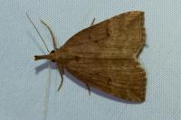 Hypena rostralis