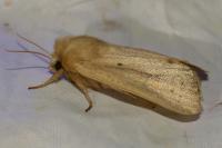 Sesamia nonagrioides