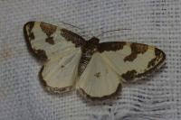 Lomaspilis marginata