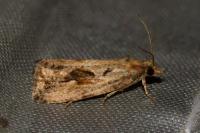 Endothenia quadrimaculana