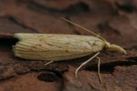 Ematheudes punctella