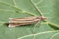 Ancylolomia tentaculella