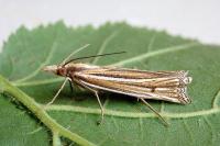 Ancylolomia tentaculella