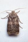 Agrotis bigramma