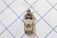 Epinotia thapsiana
