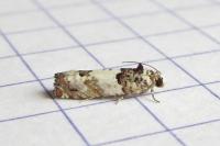 Epinotia thapsiana