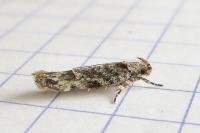 Psoricoptera gibbosella