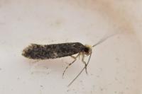 Monopis laevigella