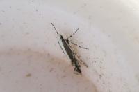 Micrurapteryx kollariella