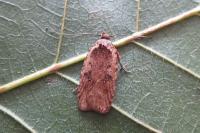 Agonopterix heracliana