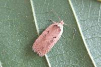 Agonopterix yeatiana