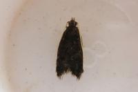 Eurodachtha siculella