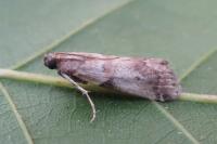 Acrobasis fallouella