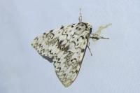 Lymantria monacha