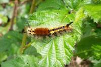 Orgyia recens
