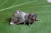 Thaumetopoea processionea