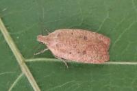 Agonopterix irrorata
