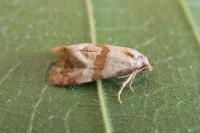 Phalonidia contractana