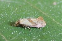 Cochylis roseana