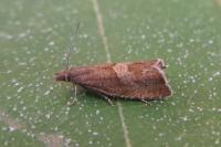 Dichrorampha acuminatana