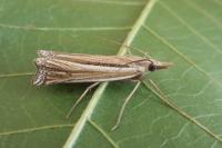 Ancylolomia tentaculella