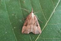 Hypena rostralis