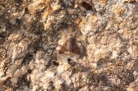 Macroglossum stellatarum