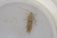 Coleophora salicorniae