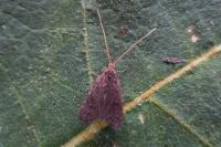 Lecithocera nigrana