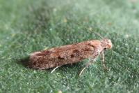 Scrobipalpa