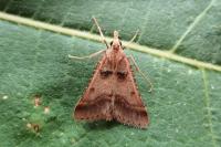 Stemmatophora brunnealis
