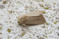 Mythimna sicula