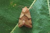 Heliothis maritima