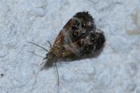 Tebenna micalis
