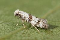 Scythropia crataegella