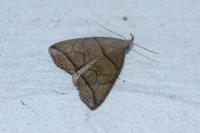 Herminia grisealis