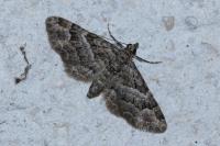 Gymnoscelis rufifasciata
