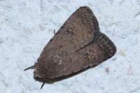 Caradrina flavirena