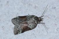 Nycteola siculana