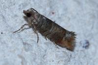 Clavigesta sylvestrana