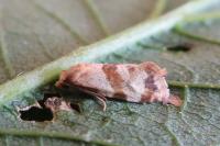 Phalonidia contractana