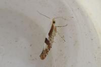 Argyresthia
