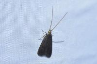 Lecithocera nigrana