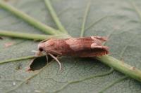 Eucosma conterminana