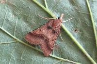 Stemmatophora brunnealis