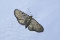 Eupithecia selinata