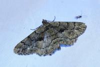 Peribatodes ilicaria