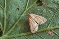 Herminia grisealis