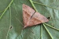 Hypena proboscidalis